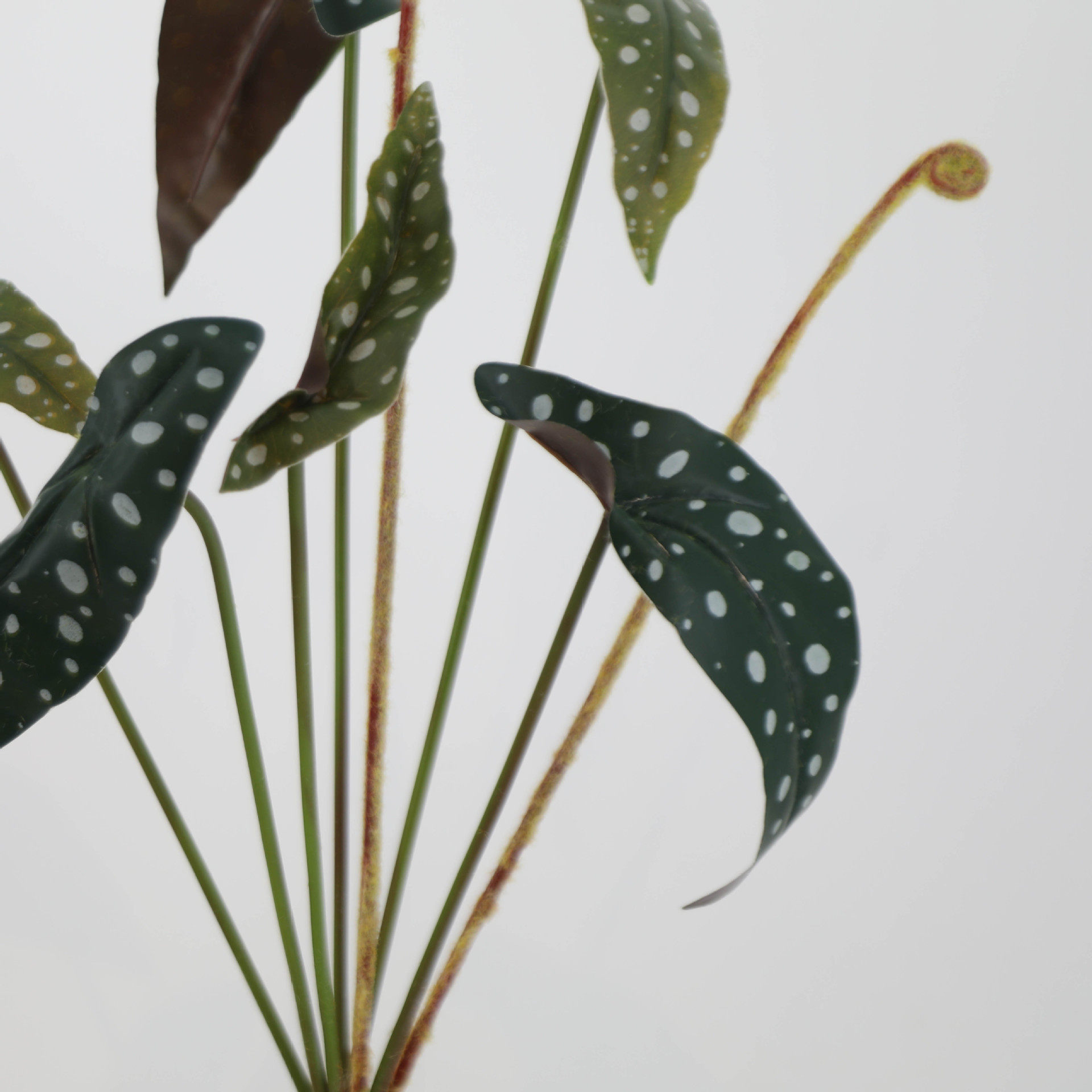 花秋把束海ffd0572棠叶植物墙造景酒店居插花花家拍摄艺道具绿色