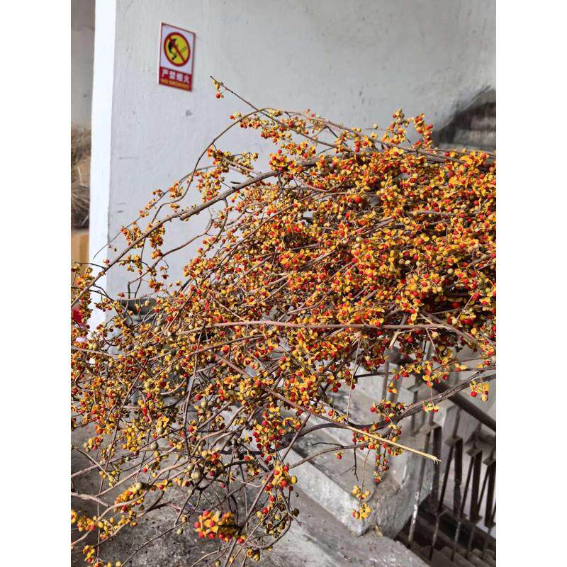 南蛇藤天然植物藤条枝软装民宿插花干花花束树枝装饰桌面侘寂风