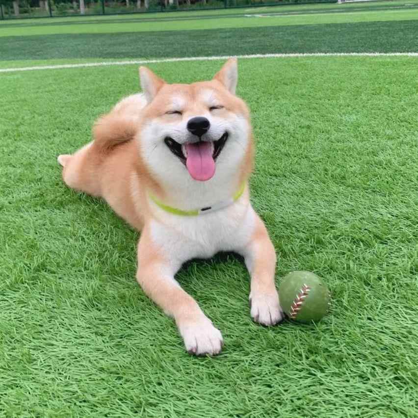 柴犬幼犬秋田小家庭宠物狗真狗黑色学生版犬活泼日本小狗豆柴便宜