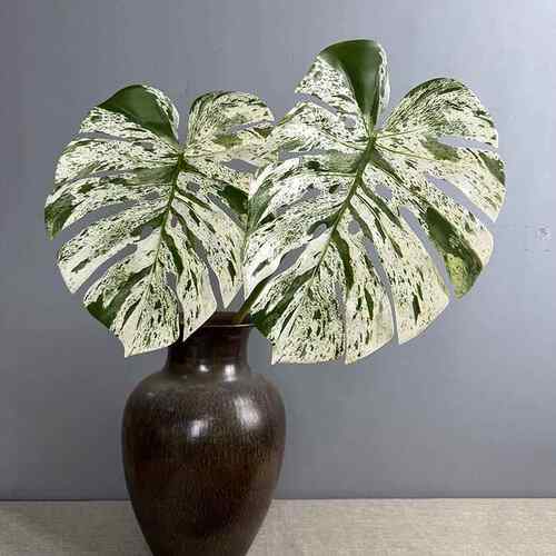 特大龟背叶绿蔓绒水晶花烛叶婚庆家居装饰亚马逊跨境绿植龟背竹