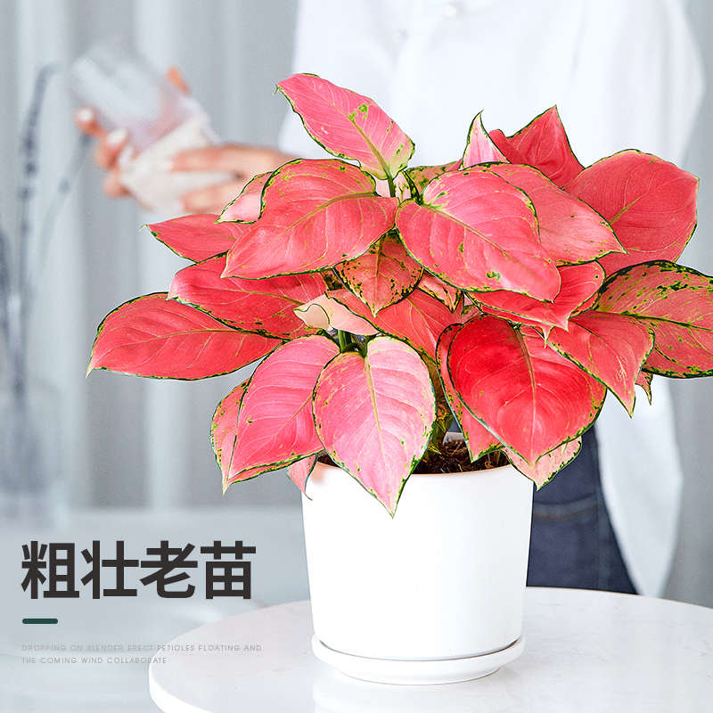吉利红竹芋盆栽植物室内四季好养红如意花卉办公桌面彩叶如意绿植