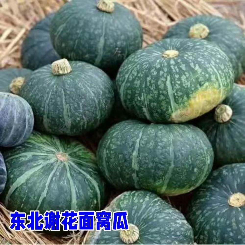 南瓜东北窝瓜粉面老倭瓜板栗新鲜蔬菜农家窝瓜谢花面老式窝瓜