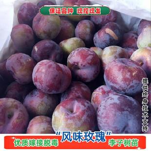 风味玫瑰李子树苗南北方地栽庭院盆栽种植嫁接血丝李子苗当年结果