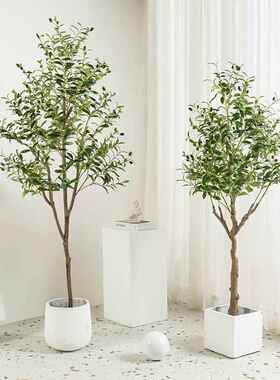 D栽HZ盆橱植物橄榄树家居客厅室内落地大型绿F86M7JS8植窗商场装