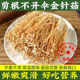 特产金针菇500g干货新鲜采摘菇帽完整紧密相连菌味自然味道无