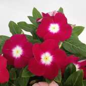 长春花植物盆栽进口天天开带花夏季 开花庭院 花卉净化空气阳台四季