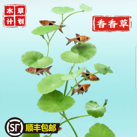 ADA香香草草缸前中后景造景水草鱼缸雨林水陆带根活体植物无需CO2