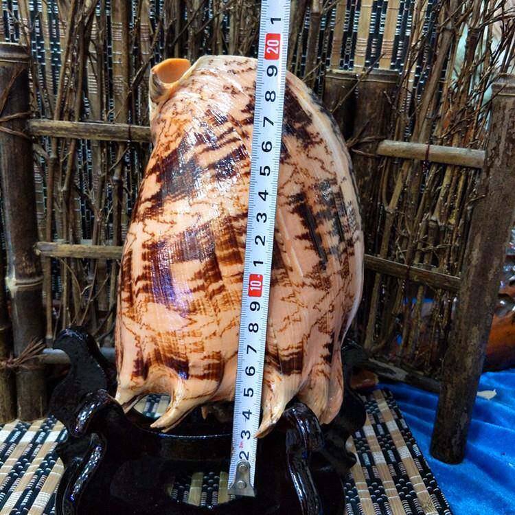 帝王螺 天然大海螺贝壳 家居办公摆件 鱼缸水族箱造景收藏纪念品