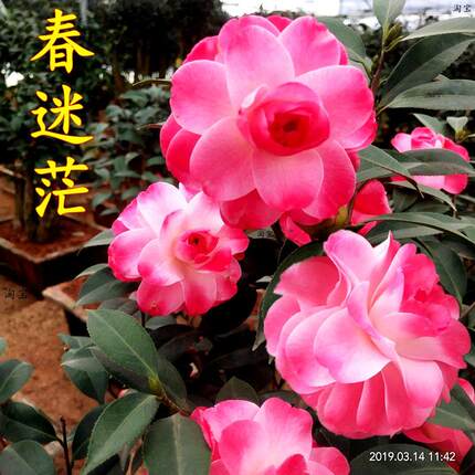 迷茫的春天名贵山茶花盆栽树苗室内植物阳台花卉庭院盆景精选热卖
