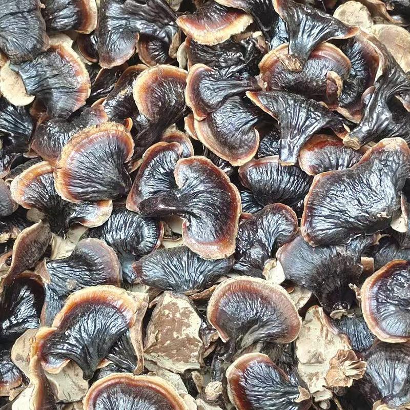 山东现货小金边灵芝不苦网红小香芝泡水煲汤产地直发量大从优