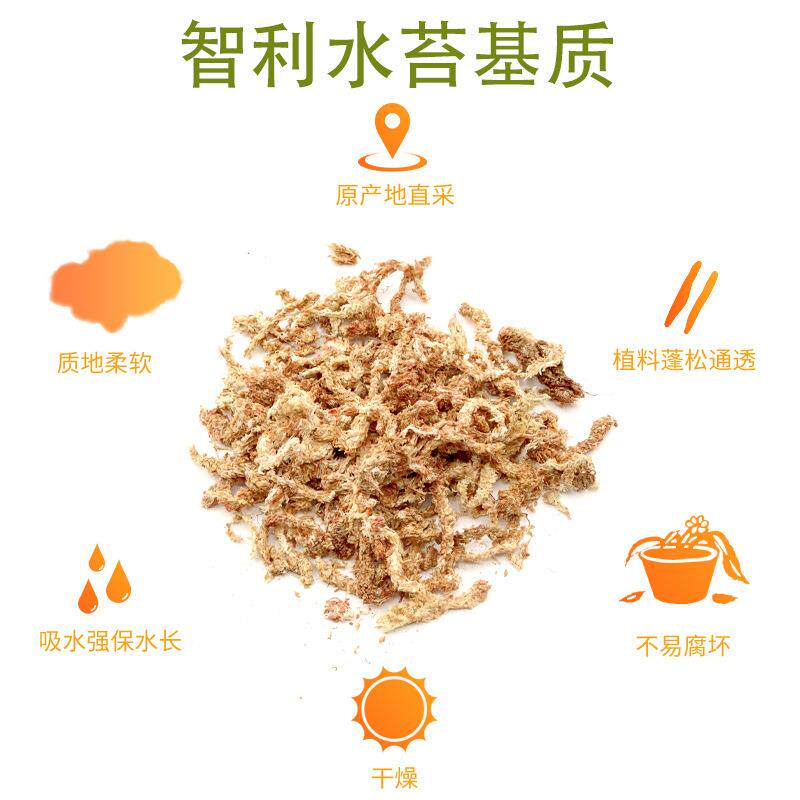 智利进口水苔干苔藓蝴蝶兰专用基质 石斛植物营养土龟蛇垫材