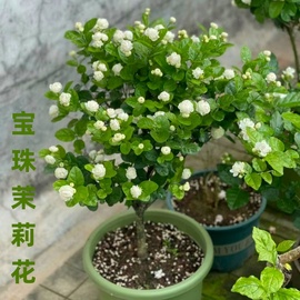 宝珠茉莉花苗当年开花室外阳台庭院盆栽芳香浓香花卉重瓣茉莉花苗