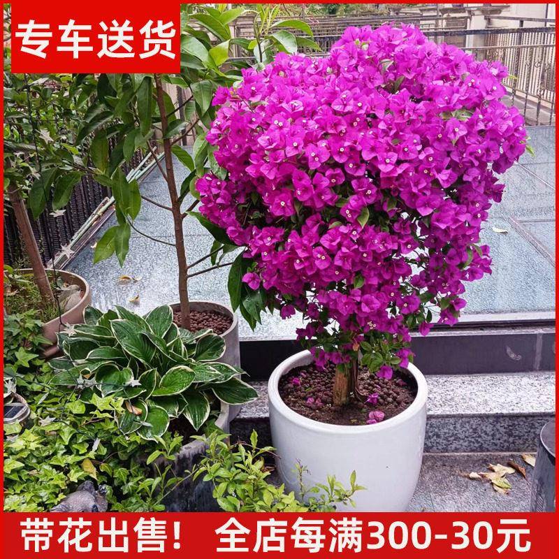 【带大量花】三角梅又称叶子花 花卉室内阳台庭院绿植盆栽植物