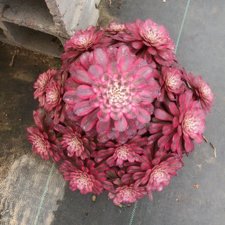 精品法师一物一拍紫霞仙子