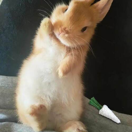 pets Chew Toys Guinea Pig Rabbit Hamster Small Animal Play P