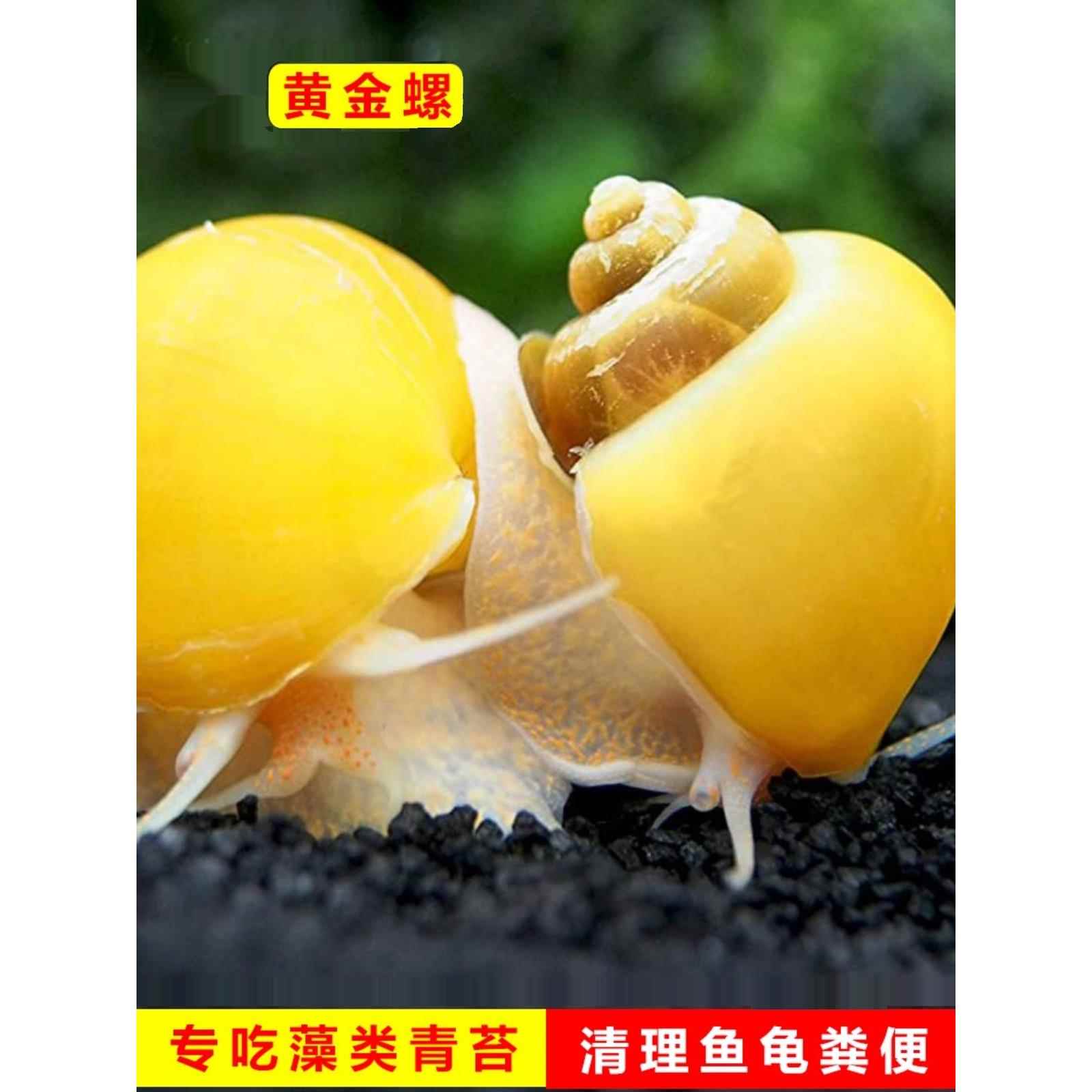 吃鱼屎粪便观赏热带斗孔雀虾苗淡小精灵鱼冷水族宠物清道夫清洁缸