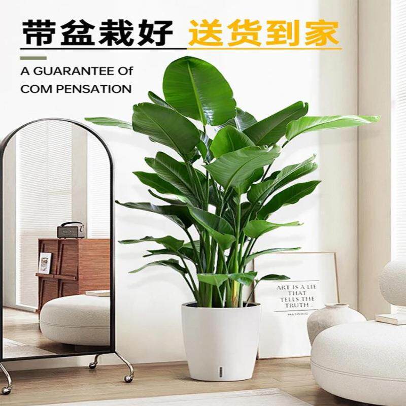 天堂鸟绿植室内四季常青盆栽客厅大型办公好养新房植物花卉去甲醛