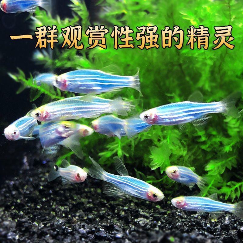 热带观赏鱼荧光鱼鱼灯科红绿灯鱼小型冷水鱼跨境供应链货源厂