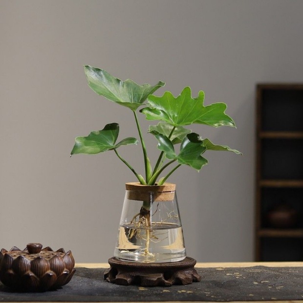 桌面生态瓶微景观自循环鱼缸幸福海藻球创意迷你植物玻璃瓶水培球