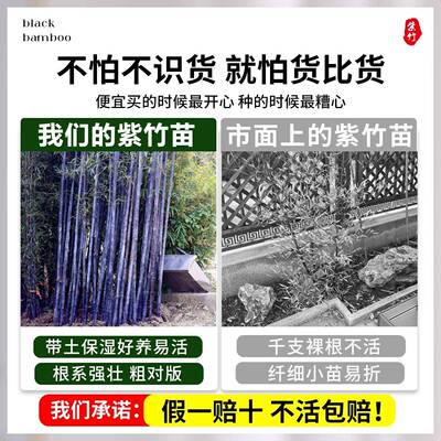 贵紫竹苗不去头带尖金镶玉竹寒竹子苗庭院室外四耐季03302常名青