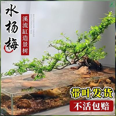 水杨梅水培植物绿植老桩飘枝鱼缸装饰水生树铜钱草竹节草造景水草