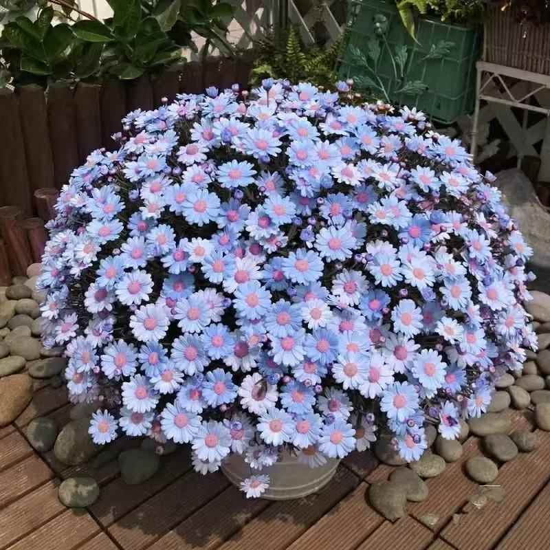 玛格丽特花种子盆栽四季种植易爆盆室内外小雏菊花卉种籽庭院阳台