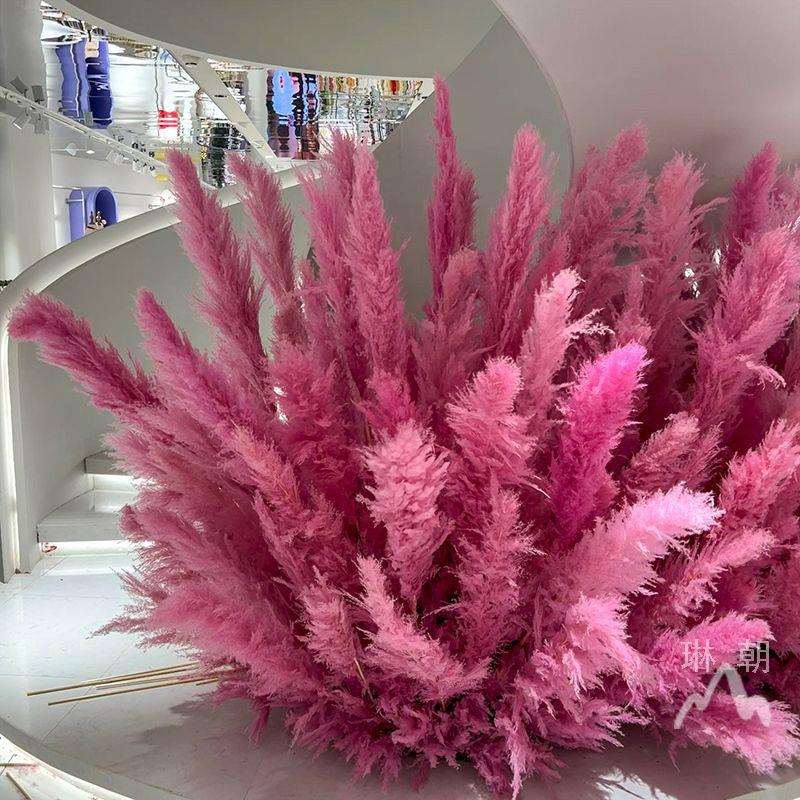 粉色芦苇干花网红景观花束婚庆商场橱窗装饰红色芦苇花室内外造景