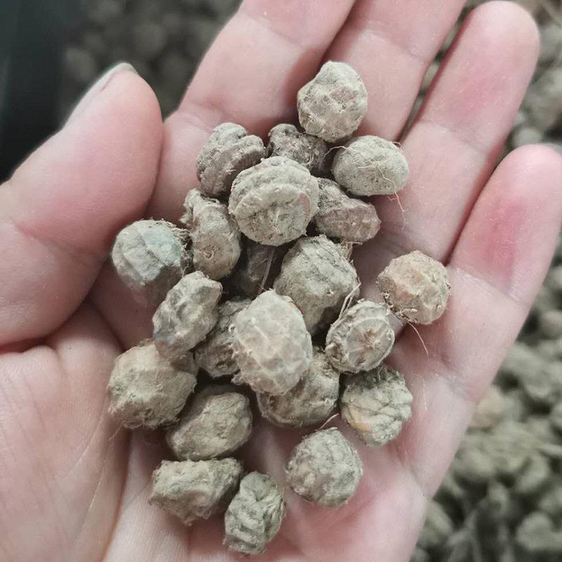 虎坚果油莎豆去皮机