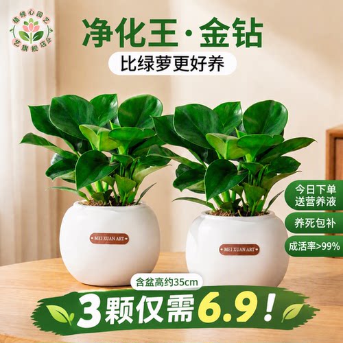 金钻盆栽绿萝室内水培好养净化