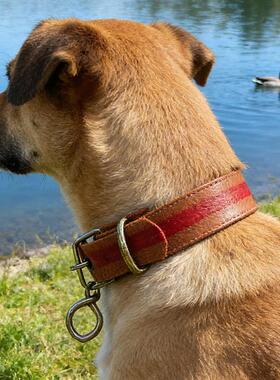 Adjustable Training Collar for Medium to Large Dogs, Suitabl