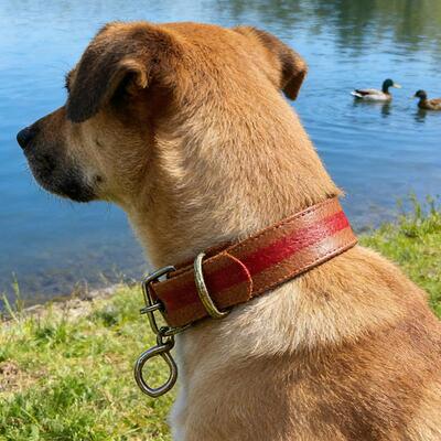 Adjustable Training Collar for Medium to Large Dogs, Suitabl