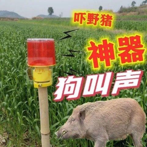 狗叫喇叭驱赶野兽神器吓猪赶猪狗叫声报警器吓野兽喇叭太阳能爆闪