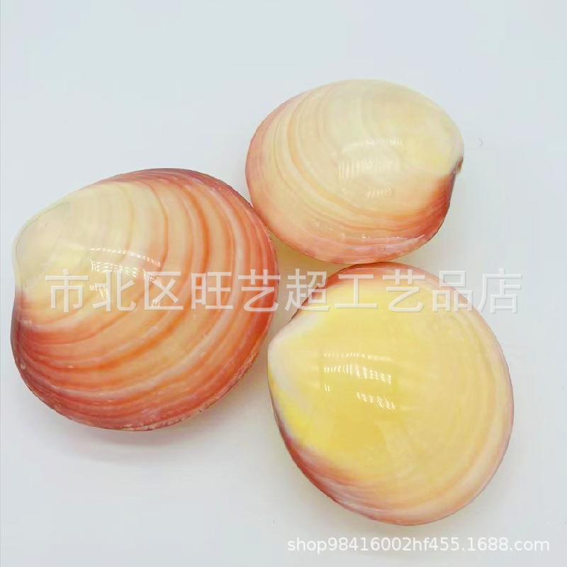 销售贝壳海螺标本装饰 鱼缸景观造景 螺蛤粉居粉色工 家摆件艺品.