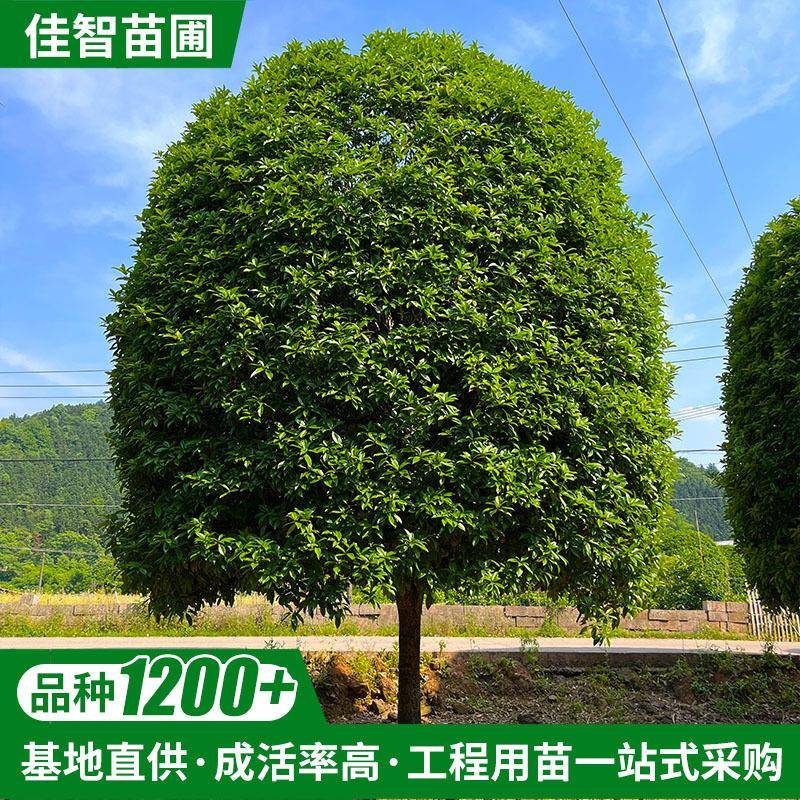 厂家现货湖南四季造型桂花树庭院嫁接园林绿化金挂银挂八月桂花树