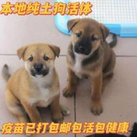 中华田园犬土狗家养大黄狗活体狗土猎犬狩猎犬赶山犬农村土狗小狗