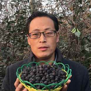 黑枣特级新疆特产沂蒙山新鲜无核小黑枣君迁子软枣小柿子软枣子黑