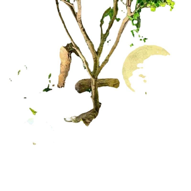吊钟树大型绿植造景组合景观室内外北欧风摆件橱窗装饰马醉木
