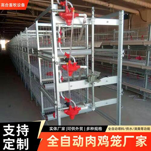 全自动框架肉鸡笼H型立式肉鸡笼肉鸡笼三层鸡笼层叠式养殖设备