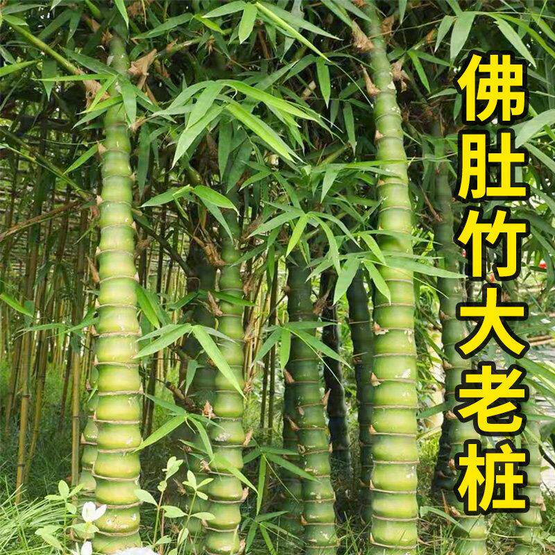 佛肚竹老桩罗汉竹盆栽大型葫芦竹绿植盆景客厅办公室内竹子防辐射