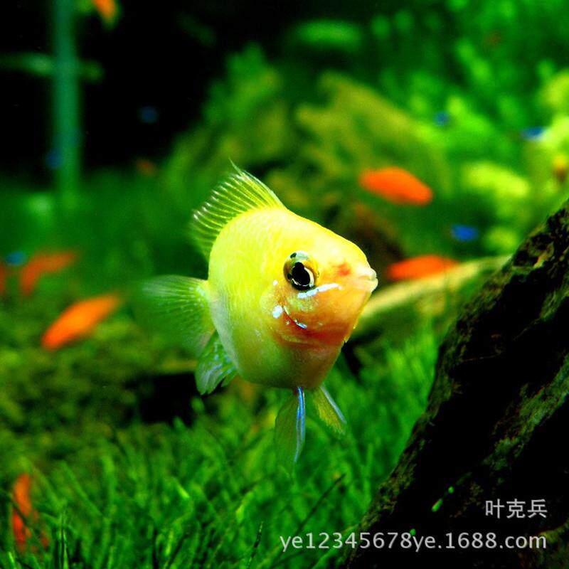 热带观赏鱼渔场自销 金波子短鲷蓝波子桃心波子