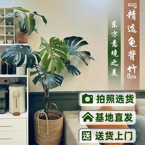 龟背竹客厅大型盆栽绿植物老桩办公室内落地四季大叶仙洞好养土培
