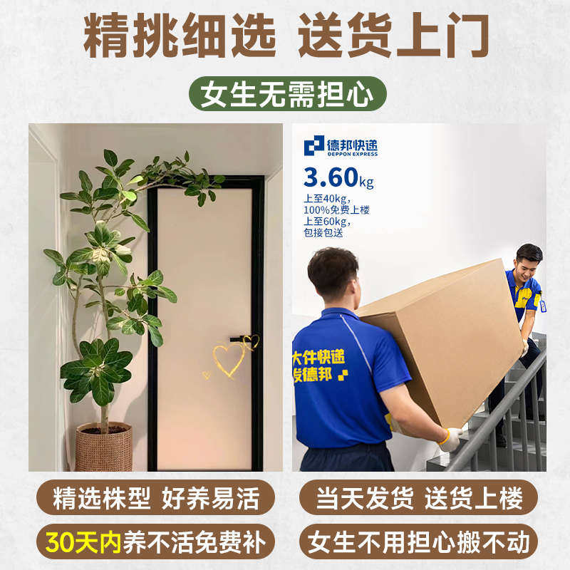 网红孟加拉榕盆栽大型绿植榕高山榕树室内客厅落地橡皮面包树批发,鲜花速递/花卉仿真/绿植园艺,仿真绿植,淘宝优惠券,粉丝福利购,淘宝优惠卷