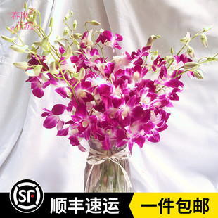 新鲜泰国洋兰鲜花千代兰家用水养鲜花办公室插花云南昆明空运包邮