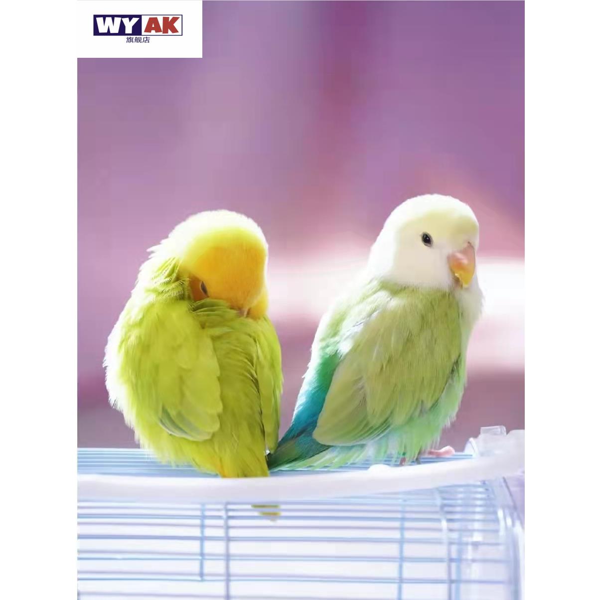 鹦鹉活鸟一公一母精品手养断奶牡丹雏鸟高纯家养宠物紫罗兰蓝银幼