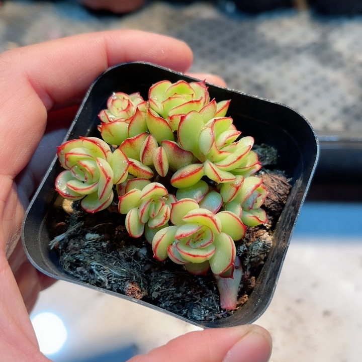 9多肉38包邮帕拉梅拉7