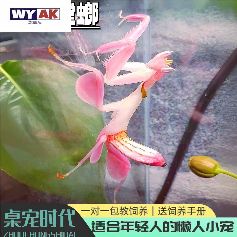 懒人养的宠物兰花螳螂活物螳螂观赏螳螂桌面桌宠时代