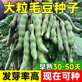 特早熟毛豆种籽高产鲜食青豆，黄豆毛豆种子，四季夏季蔬菜种子孑大全