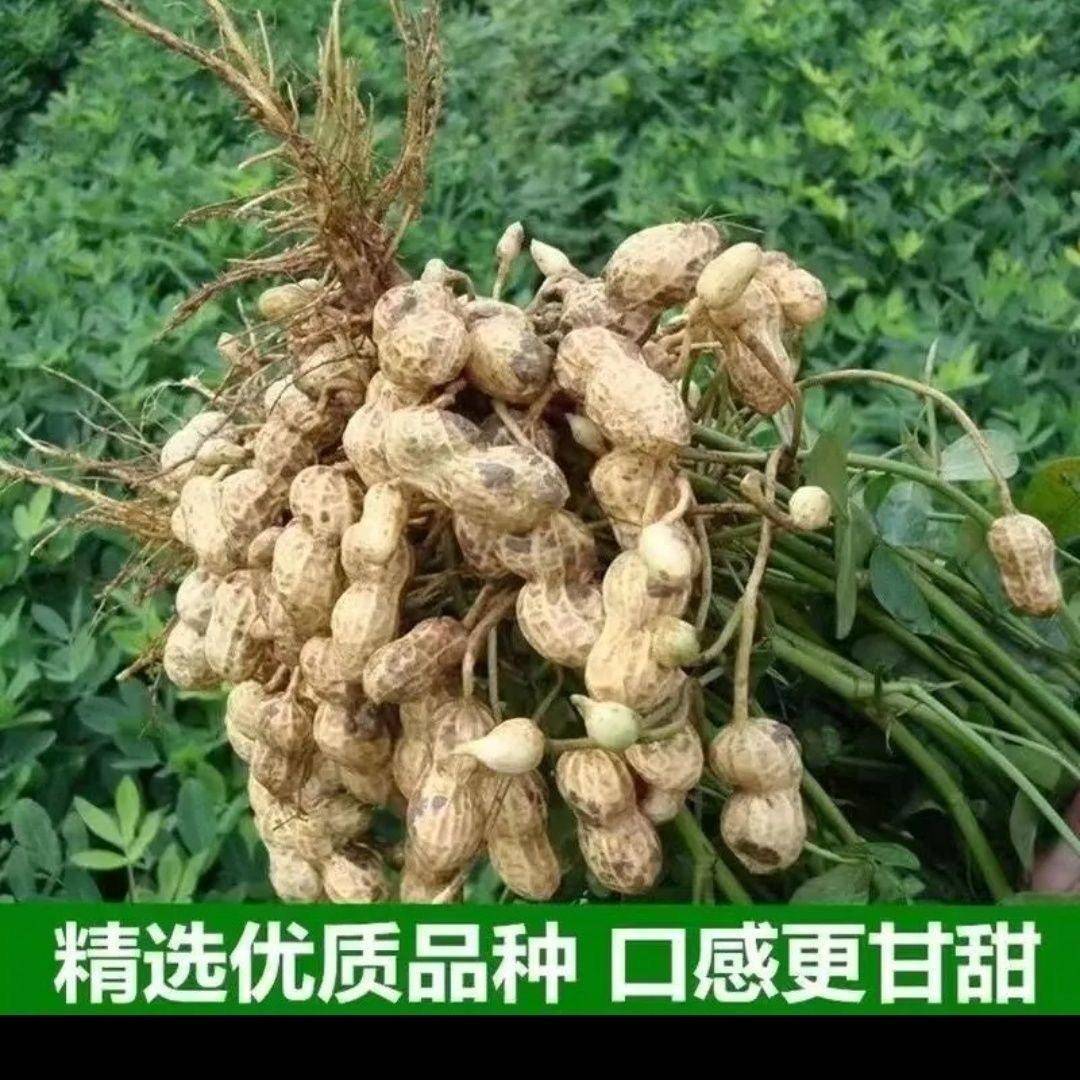 【无干燥剂】精选生小珍珠花生5斤装带壳新花生自然晒干坚果零食