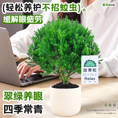 放青松绿植雾凇盆栽客厅办公室桌面小盆景净化空气四季常青易养活