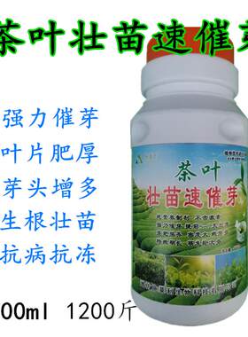 茶叶壮苗速催芽强力催芽素芽头增多叶片肥厚抗病生长精正品叶面肥